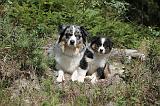 BERGER AUSTRALIEN - ADULT & PUPPY 002